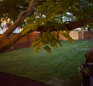 A backyard with a tree and a fence.